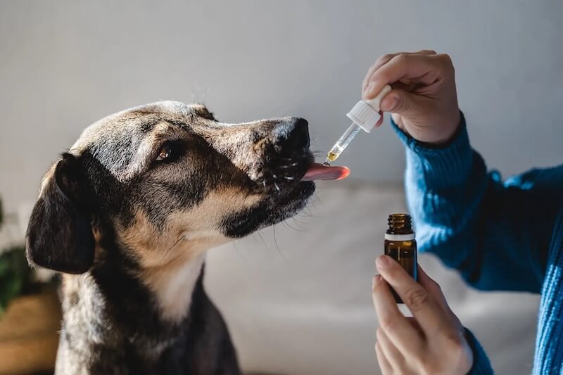 Can pets benefit from CBD?