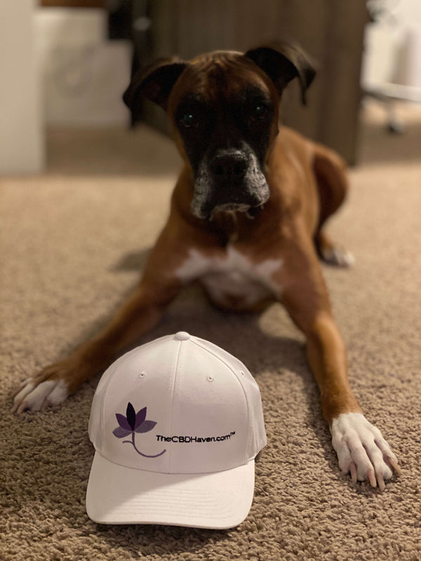 The CBD Haven Logo Hat with Boxer Dog